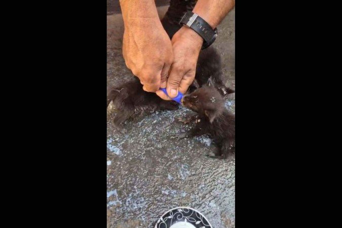 O resgate ocorreu na quarta-feira (17) e foi realizado por equipes do 6º Batalhão de Bombeiros Militar, com sede em Itumbiara. -  (crédito: Reprodução/CBMGO)