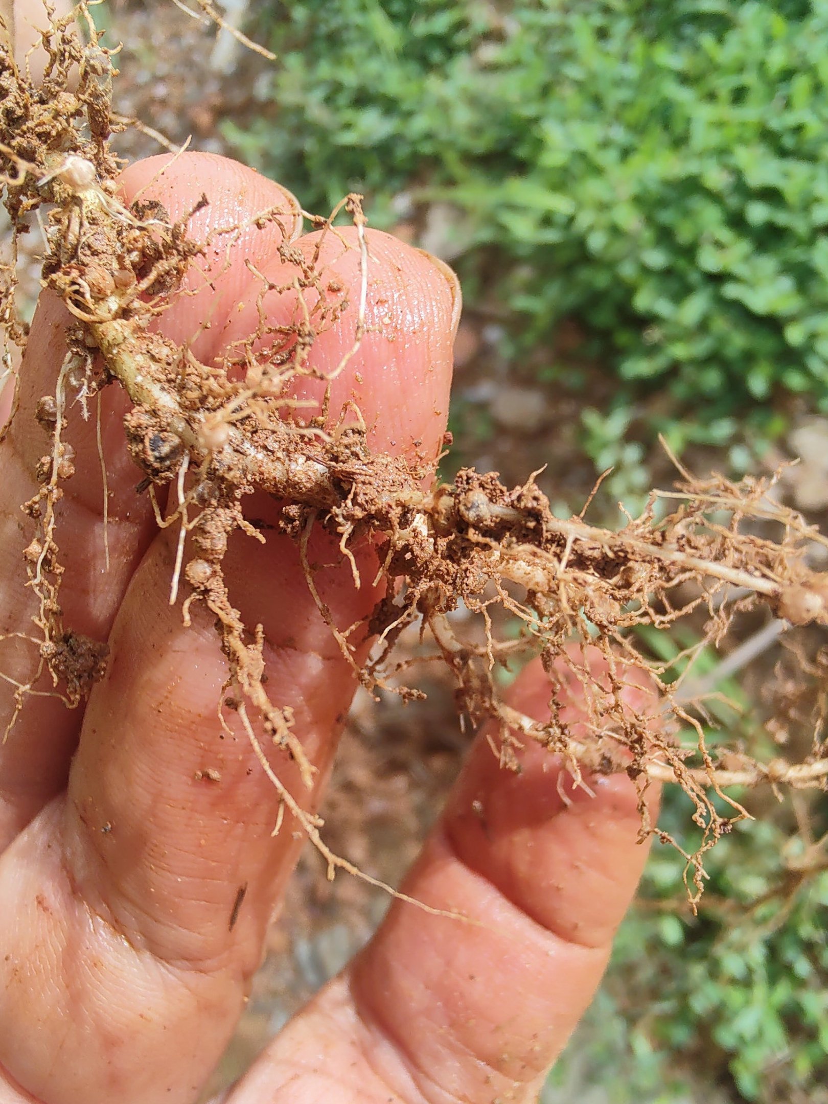 Pesquisa refloresta áreas devastadas por mineração de ouro em MG
