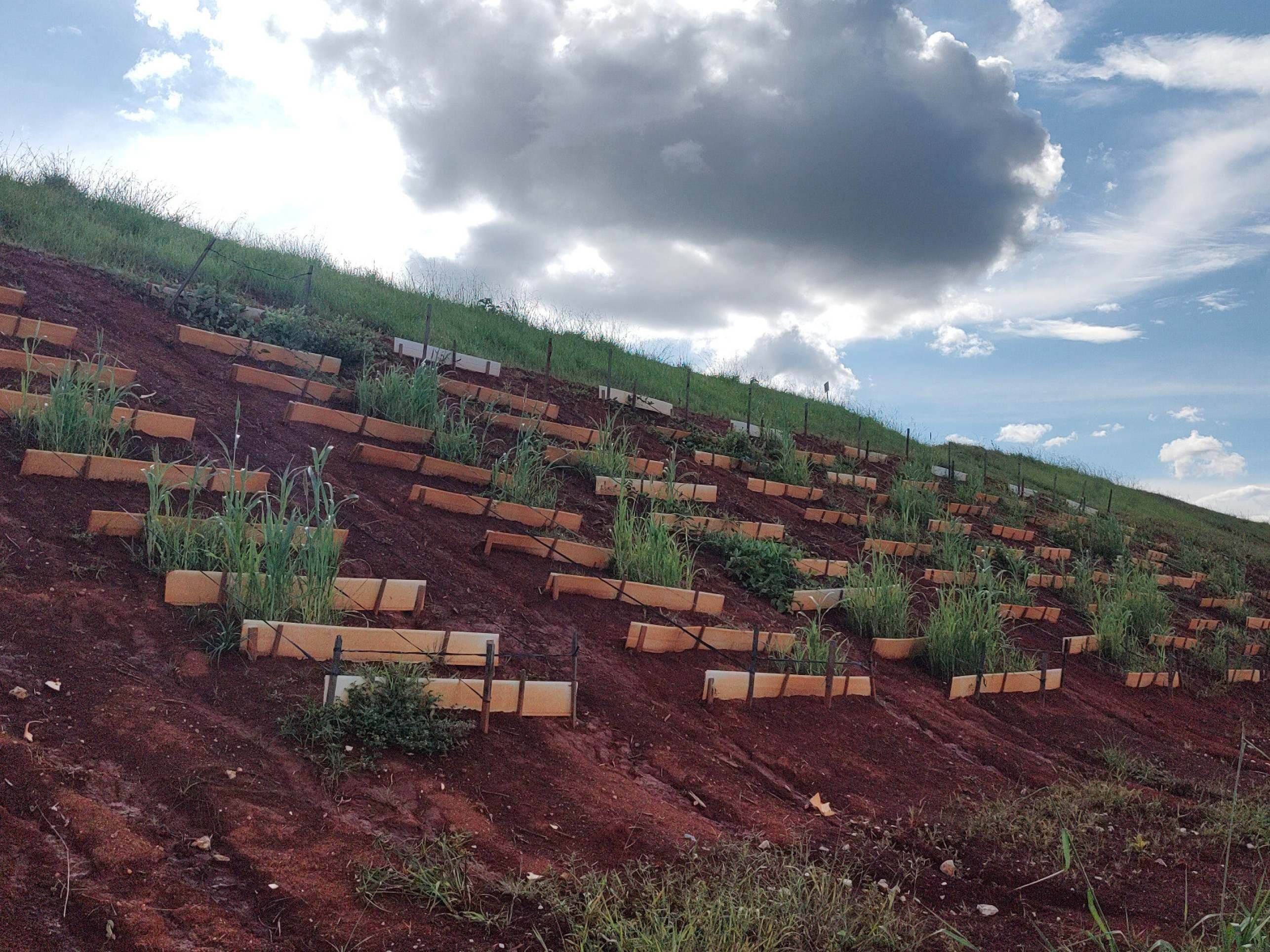Pesquisa refloresta áreas devastadas por mineração de ouro em MG