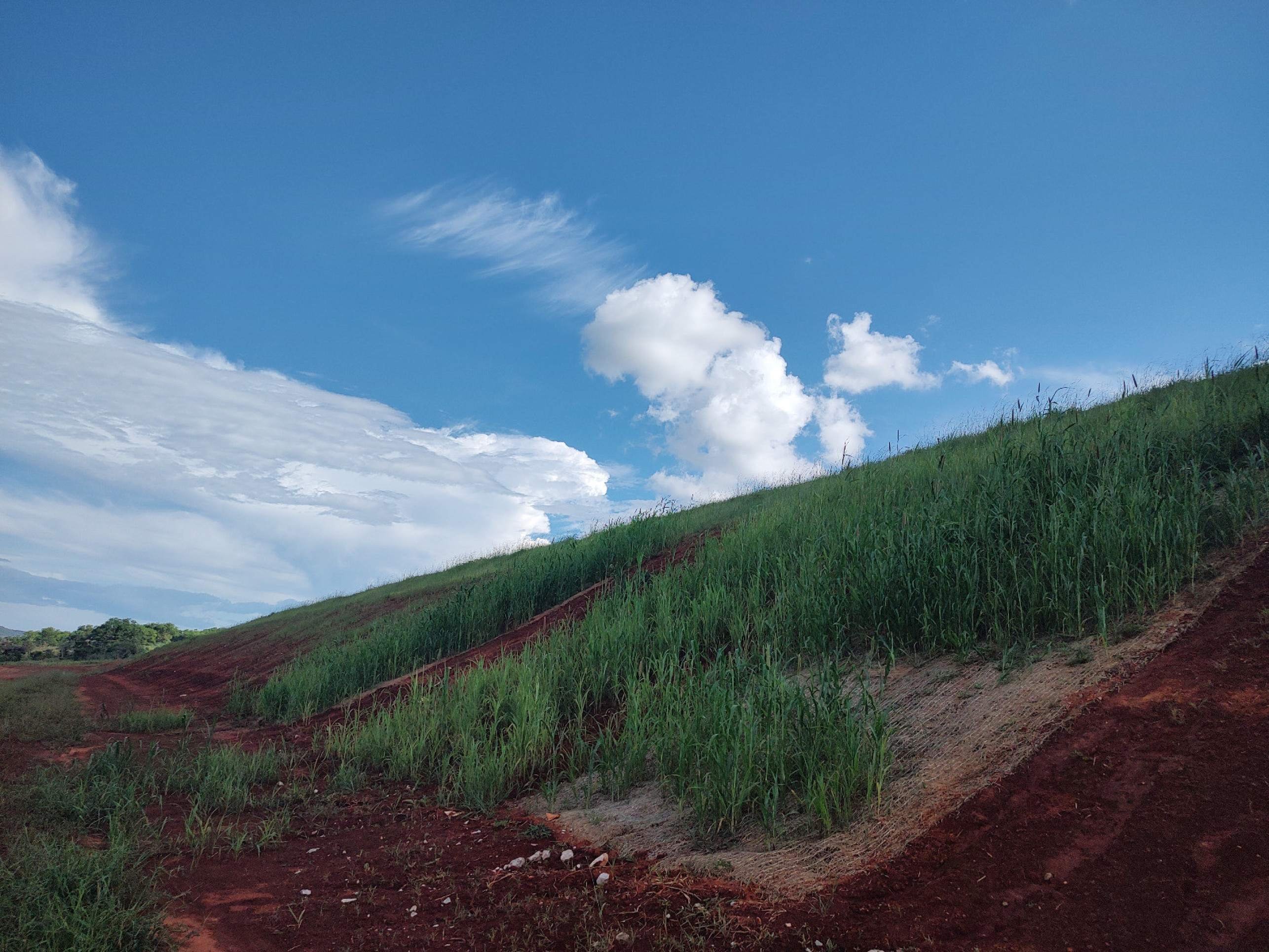 Pesquisa refloresta áreas devastadas por mineração de ouro em MG