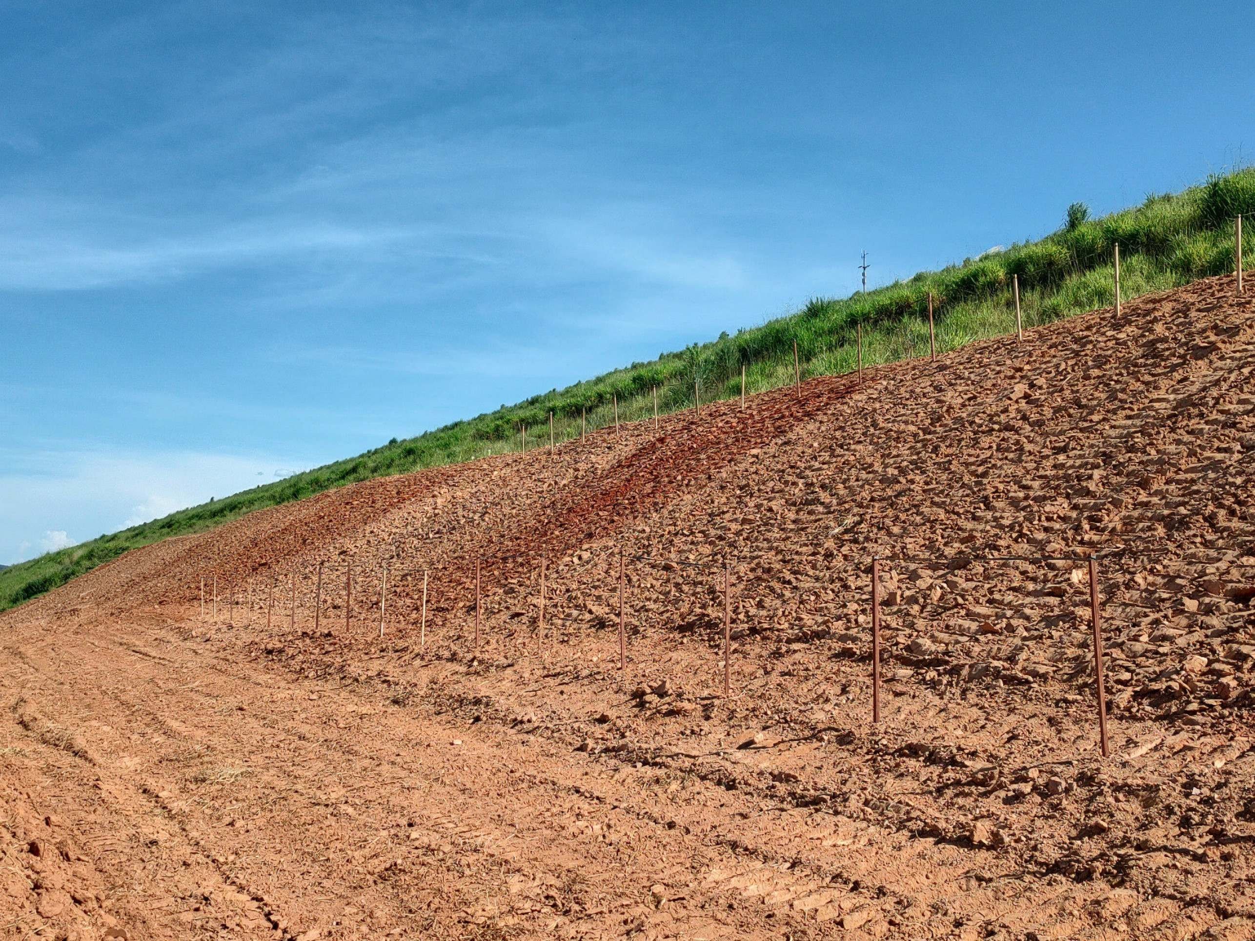 Pesquisa refloresta áreas devastadas por mineração de ouro em MG