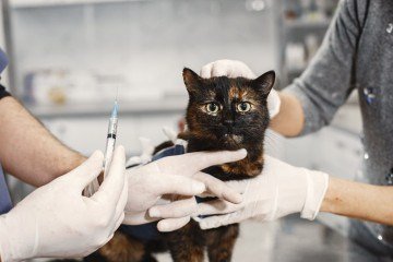 Vacina antirrábica protege cães e gatos contra raiva  -  (crédito: Freepik)