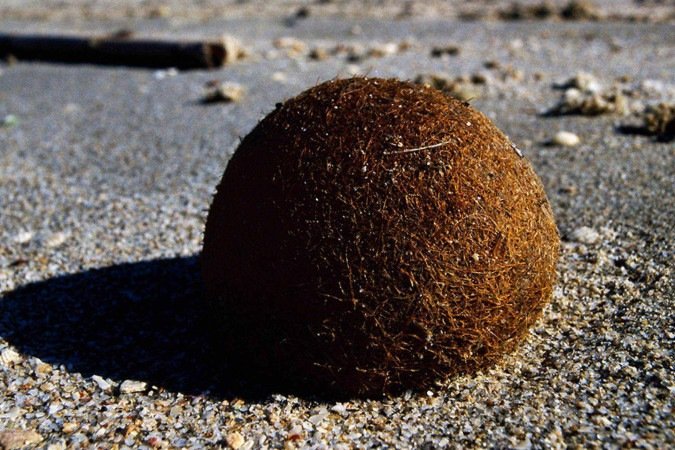 As 'bolas de Netuno' — plantas marinhas densamente emaranhadas — capturam pedaços de plástico no mar -  (crédito: Anna Sánchez-Vidal)