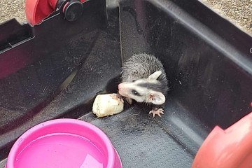 Bombeiros resgataram o animal e o encaminharam ao Hospital Veterinário de Taguatinga - (crédito: Divulgação/CBMDF) Bombeiros resgataram o animal e o encaminharam ao Hospital Veterinário de Taguatinga - (crédito: Divulgação/CBMDF)