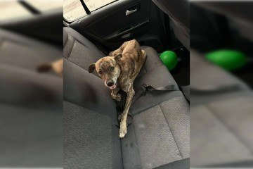 Cão foi encaminhado ao Hospital Veterinário Público (Hvep) de Taguatinga, onde permanece internado -  (crédito: Material cedido ao Correio)