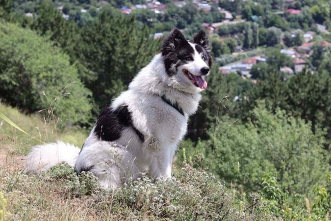 O yakutian laika é um cachorro nativo da Rússia (Imagem: vera8kas | Shutterstock) -  (crédito: EdiCase)