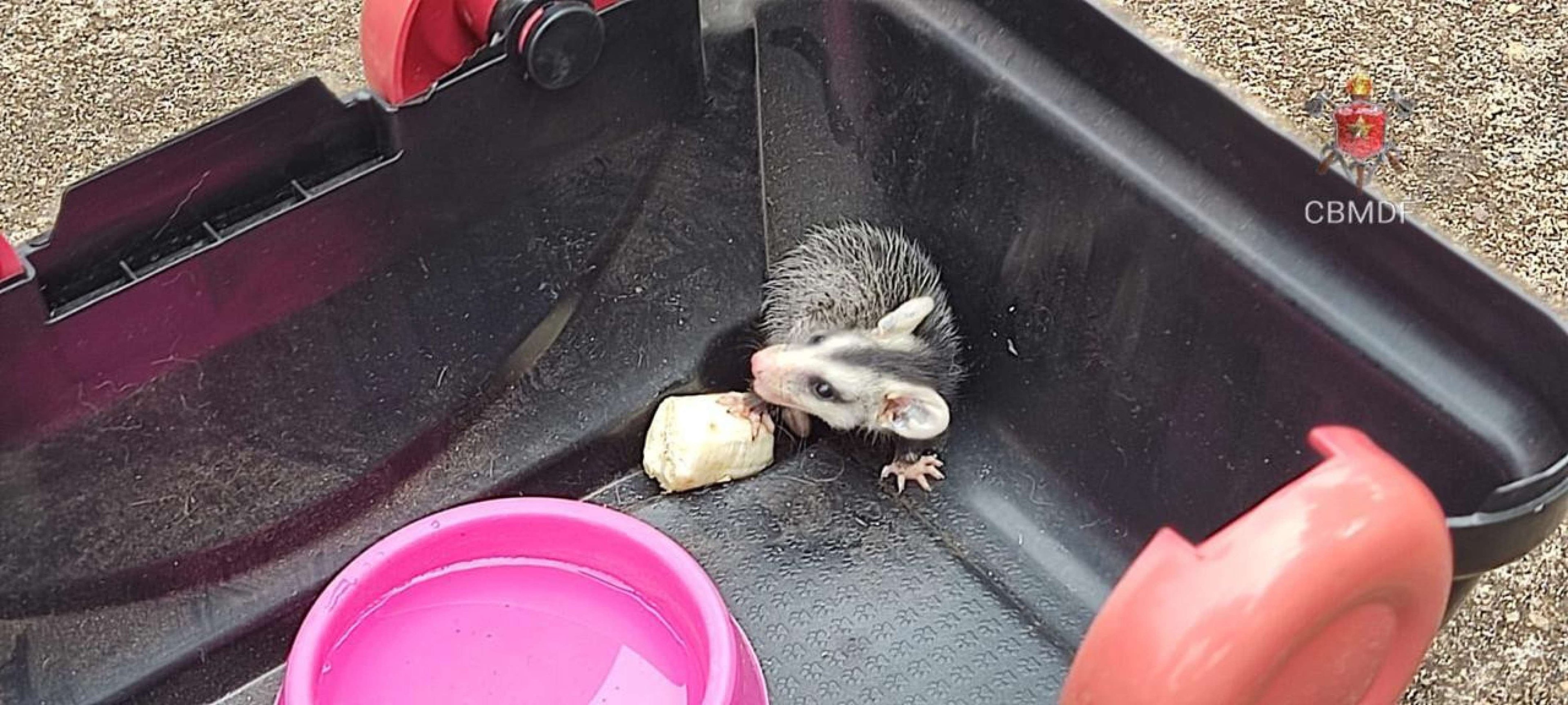 Filhote de saruê é resgatado no Lago Norte e levado a hospital veterinário