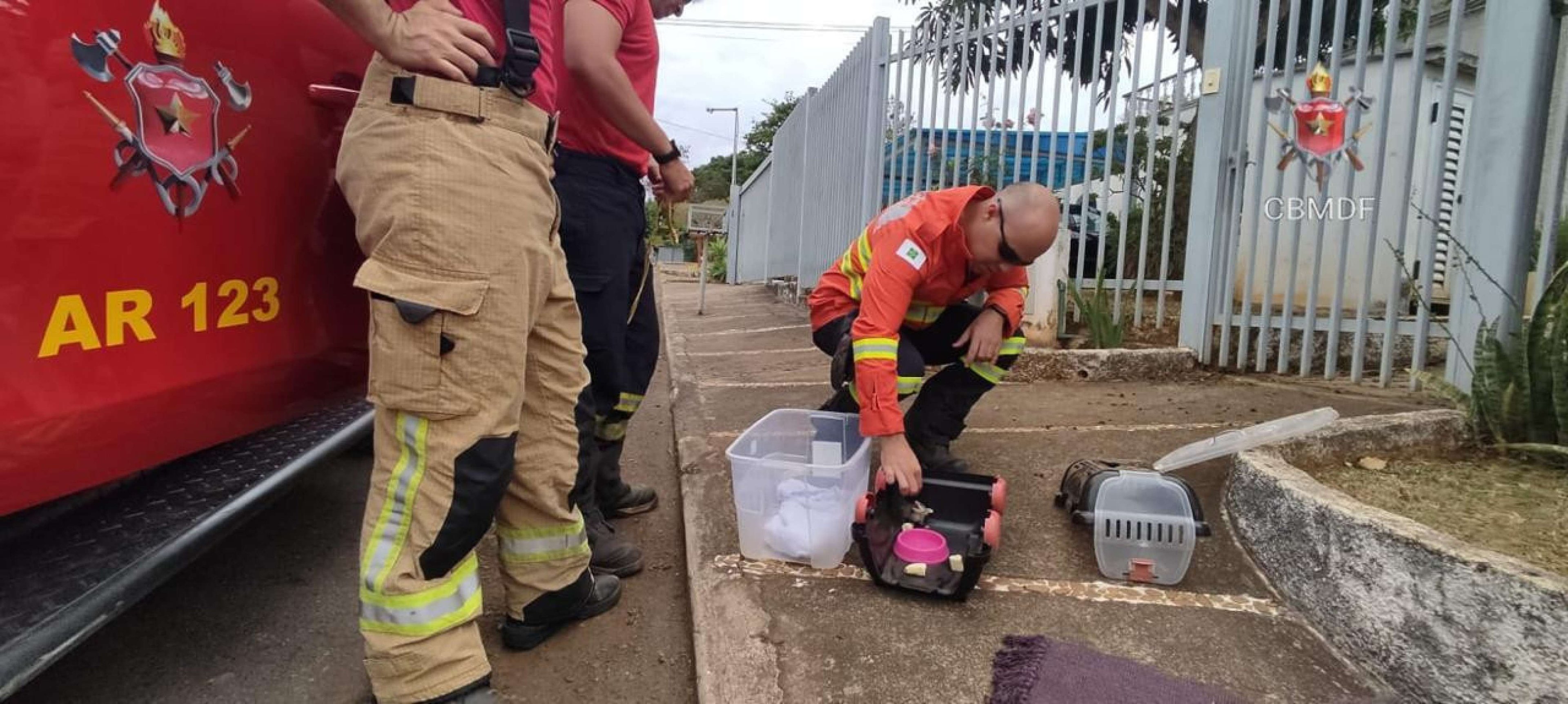 Bombeiros resgataram o animal e o encaminharam ao Hospital Veterinário de Taguatinga