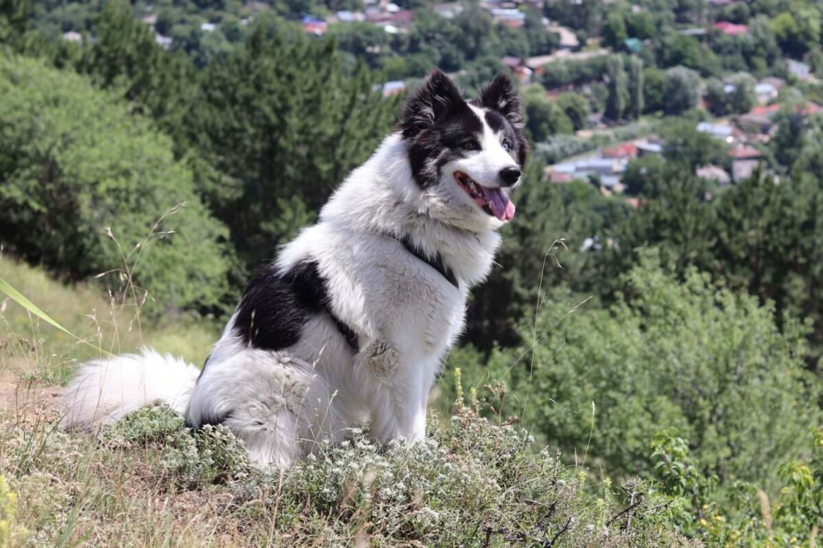 4 características do cachorro da raça yakutian laika 