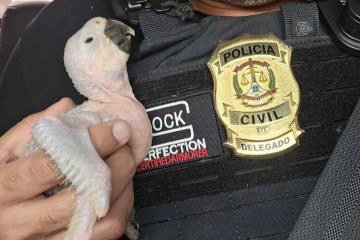 Animais foram encontrados em agropecuária, investigada por comércio ilegal de fauna silvestre -  (crédito: Divulgação/PCDF)