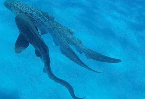 Divulgação / Universidade Sunshine Coast