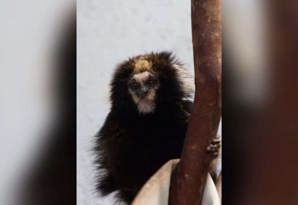 Divulgação/Zoológico de Brasília 