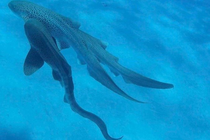 Registro inédito revela sexo a três dos ameaçados tubarões-leopardo