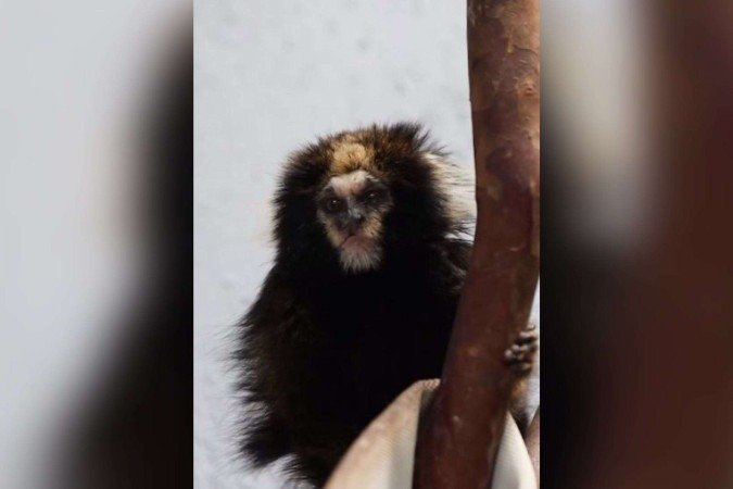 O casal agora passa por um período de quarentena, recebendo todos os cuidados veterinários necessários antes de ser apresentado ao público -  (crédito: Divulgação/Zoológico de Brasília )