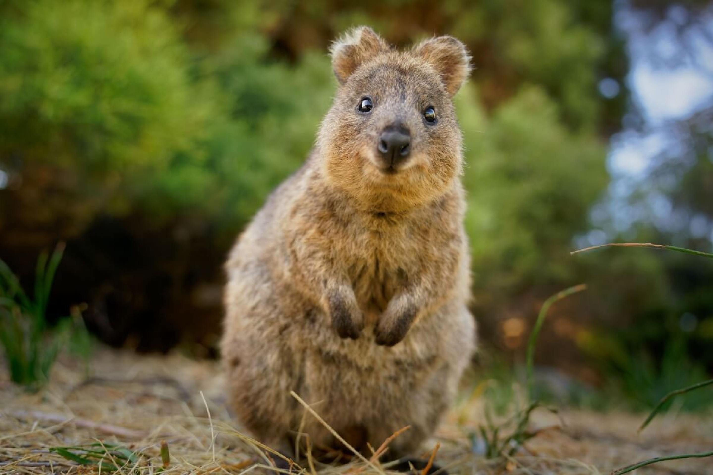 7 curiosidades interessantes sobre o quokka 