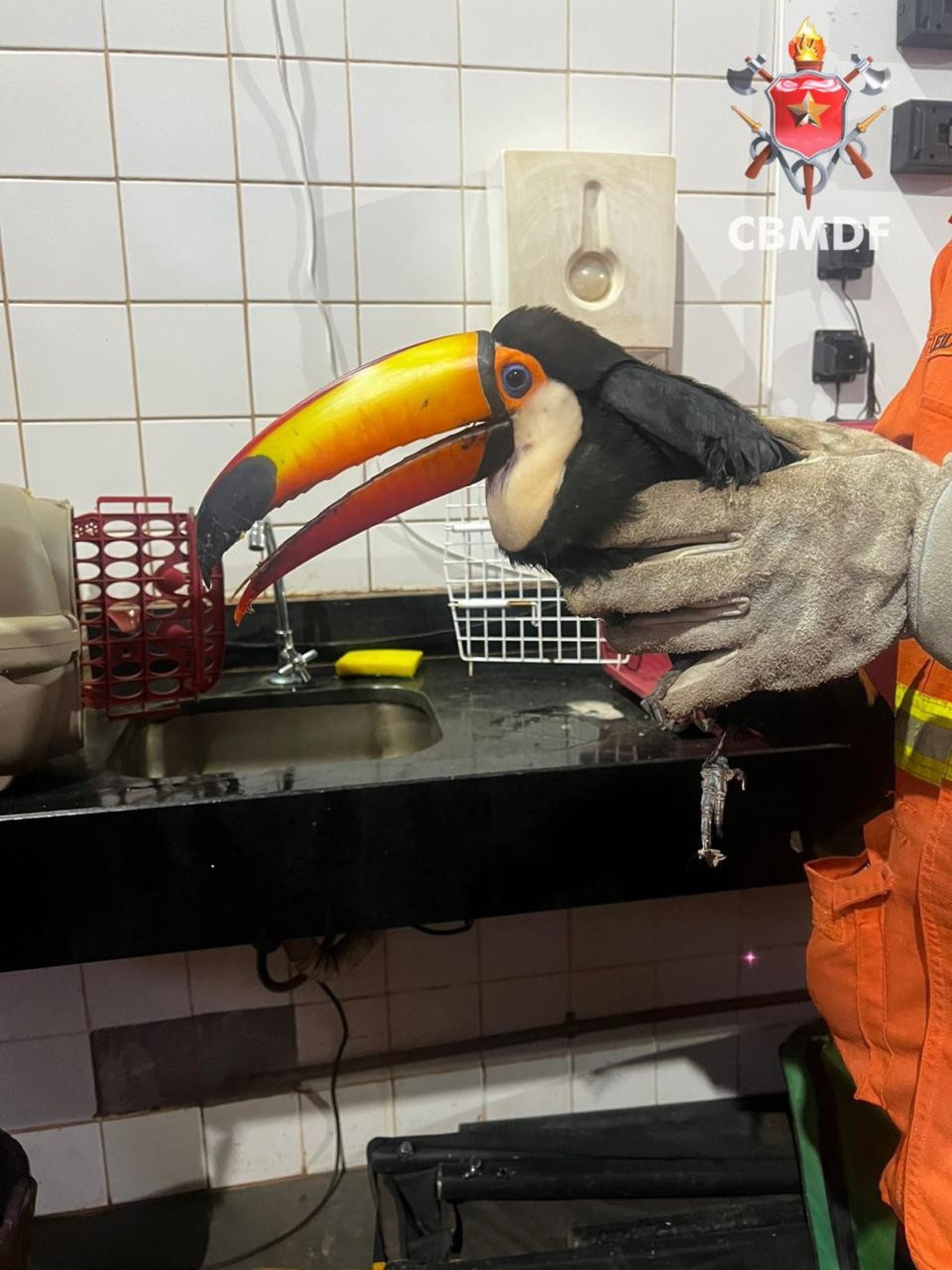 Tucano ferido é encontrado em Santa Maria e levado para o HFAUS