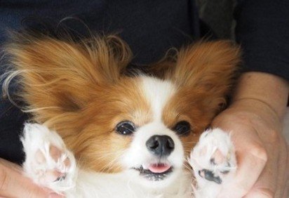 cachorro da ra&ccedil;a Papillon -  (crédito: Reprodu&ccedil;&atilde;o/Internet) -cachorro da ra&ccedil;a Papillon -  (crédito: Reprodu&ccedil;&atilde;o/Internet)