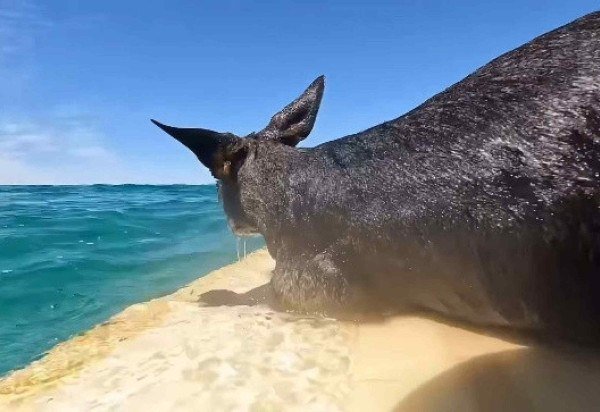 Reprodução/Instagram/@thepaddle2024