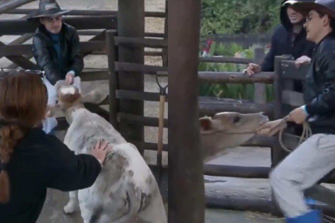 A Fazenda: Dudu Camargo é denunciado por maus tratos após 'enforcar' bezerro - (crédito: Reprodução/Record) A Fazenda: Dudu Camargo é denunciado por maus tratos após 'enforcar' bezerro - (crédito: Reprodução/Record)