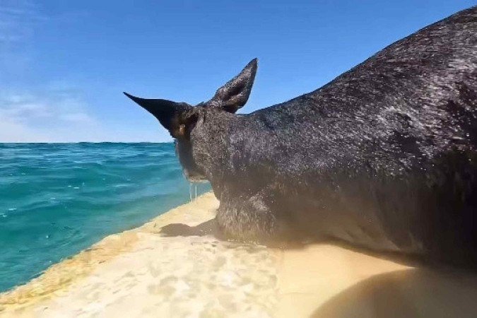 Wallabies são pequenos marsupiais que se assemelham muito ao canguru, menos por seu tamanho, que é bem reduzido em comparação ao seu primo - (crédito: Reprodução/Instagram/@thepaddle2024) Wallabies são pequenos marsupiais que se assemelham muito ao canguru, menos por seu tamanho, que é bem reduzido em comparação ao seu primo - (crédito: Reprodução/Instagram/@thepaddle2024)