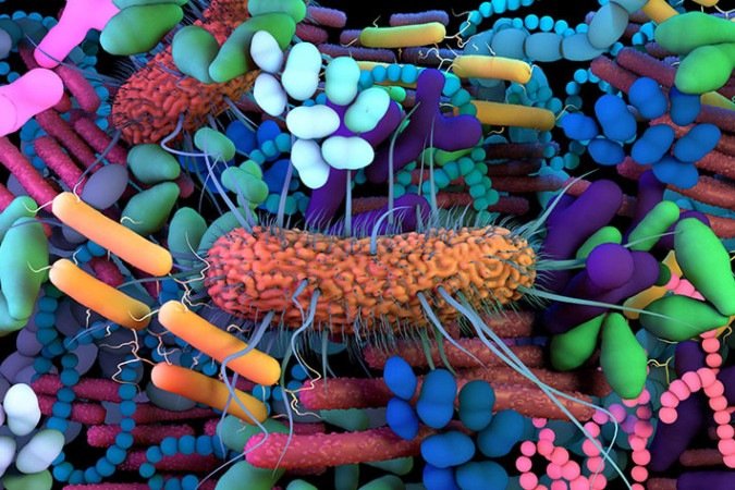 O ecossistema intestinal é formado por diversos tipos de microrganismos: desequilíbrio da microbiota pode causar doença - (crédito: Harvard University/iStockphoto) O ecossistema intestinal é formado por diversos tipos de microrganismos: desequilíbrio da microbiota pode causar doença - (crédito: Harvard University/iStockphoto)