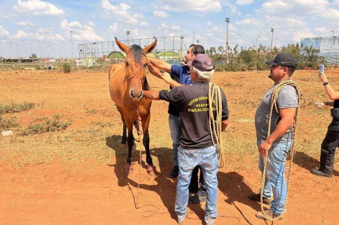 Ao todo, cinco cavalos e um burro foram apreendidos - (crédito: Reprodução: PCDF) Ao todo, cinco cavalos e um burro foram apreendidos - (crédito: Reprodução: PCDF)