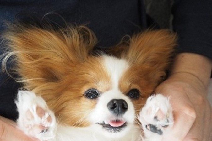 cachorro da ra&ccedil;a Papillon