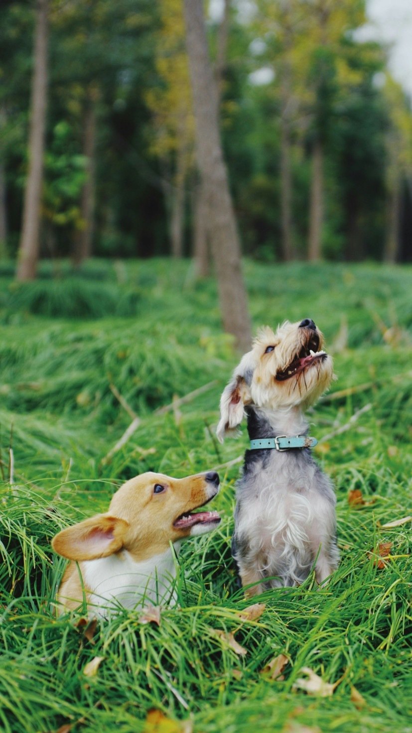 cachorros brincando -  (crédito: Alvan Nee/Unsplash)