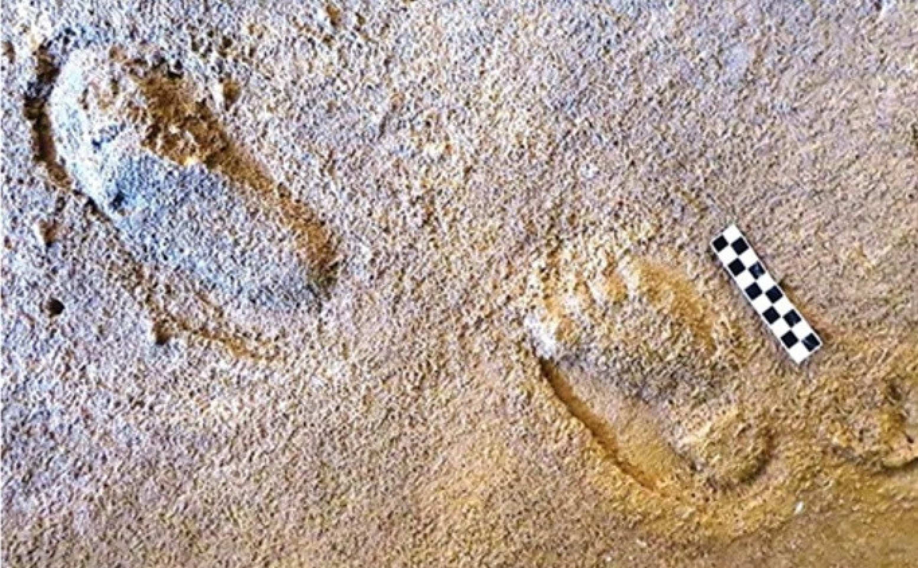 Duas das pegadas de hominídeos; pegadas de aves também são evidentes