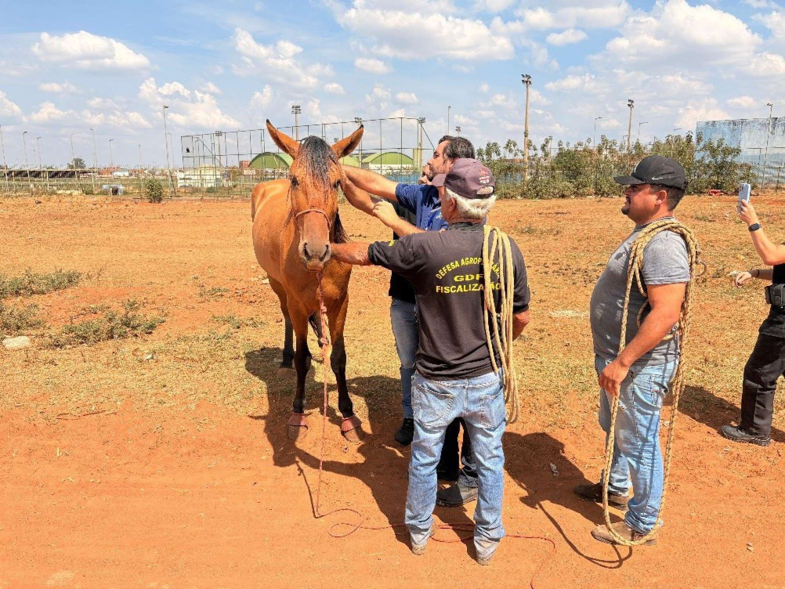 Polícia apreende equinos soltos em via pública