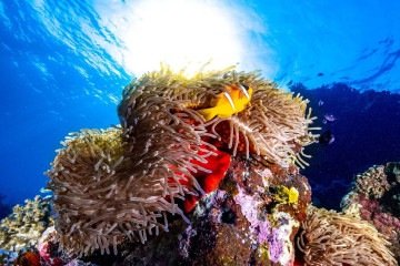 Interação de peixes com as anêmonas está comprometida pelo branqueamento das Radianthus magnifica, processo associado às mudanças climáticas. 
Sem ter onde se esconder, os organismos tornam-se presas fáceis  -  (crédito: Morgan F. Bennett-Smith)
