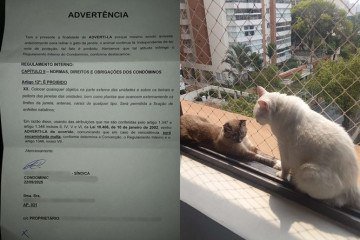 Moradora recebe advertência por permitir que gato fique na janela do apartamento -  (crédito: Cedido ao Correio)
