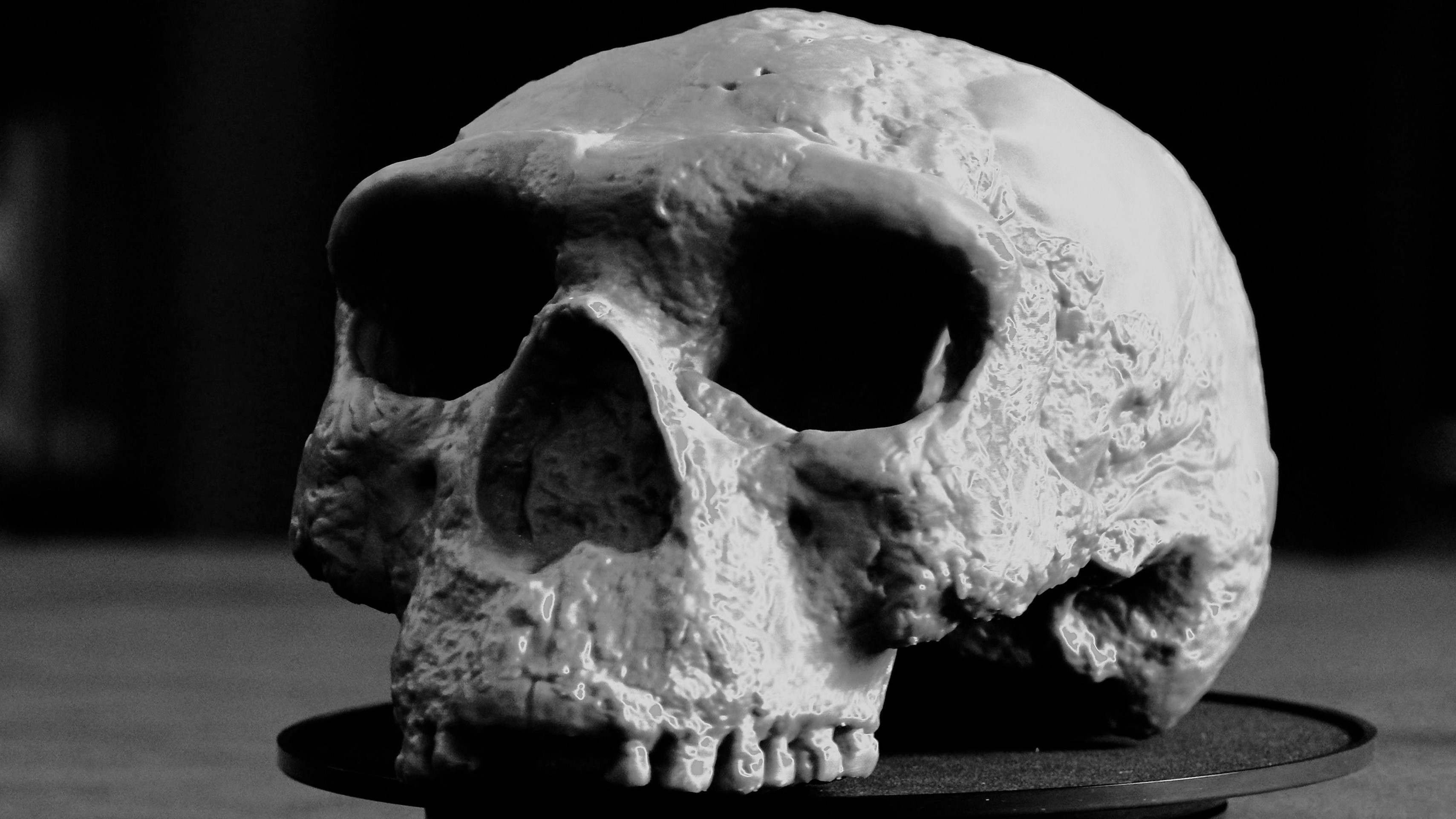 Os crânios foram encontrados na província de Hubei, na região central da China. A equipe de pesquisa chinesa os comparou com outras espécies humanas. -  (crédito: Universidade Fudan)