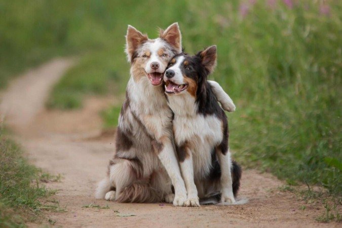 A forma como chamamos o pet pode realçar o jeito sociável que ele mostra no convívio (Imagem: Anna Averianova | Shutterstock) - (crédito: EdiCase) A forma como chamamos o pet pode realçar o jeito sociável que ele mostra no convívio (Imagem: Anna Averianova | Shutterstock) - (crédito: EdiCase)