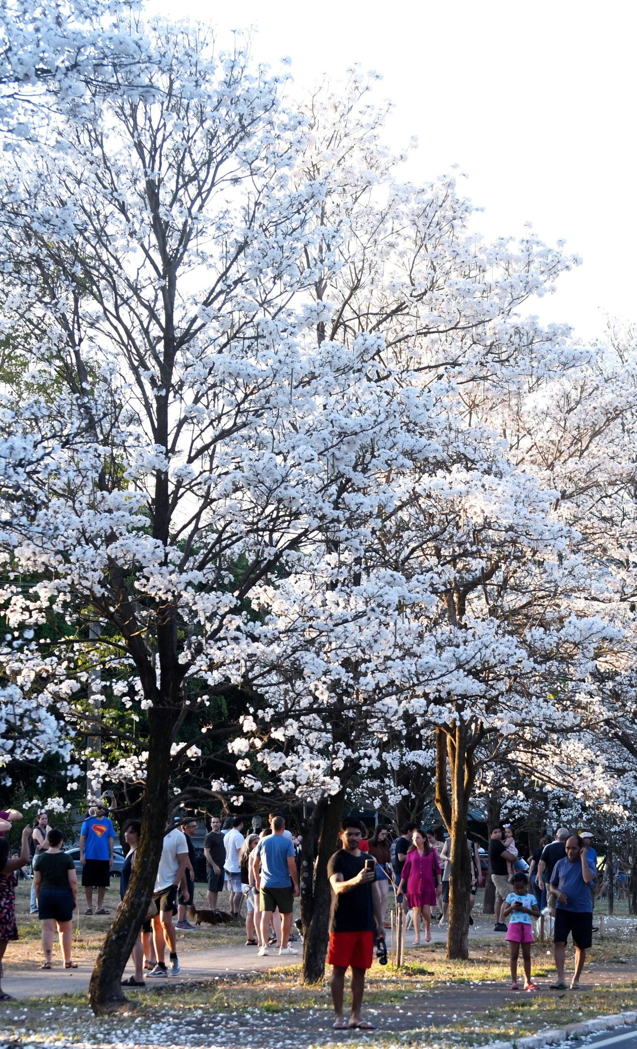  27/09/2025 Ed Alves CB/DA Press. Cidades. Ipe Branco - 211 Norte. A neve do Cerrado. 