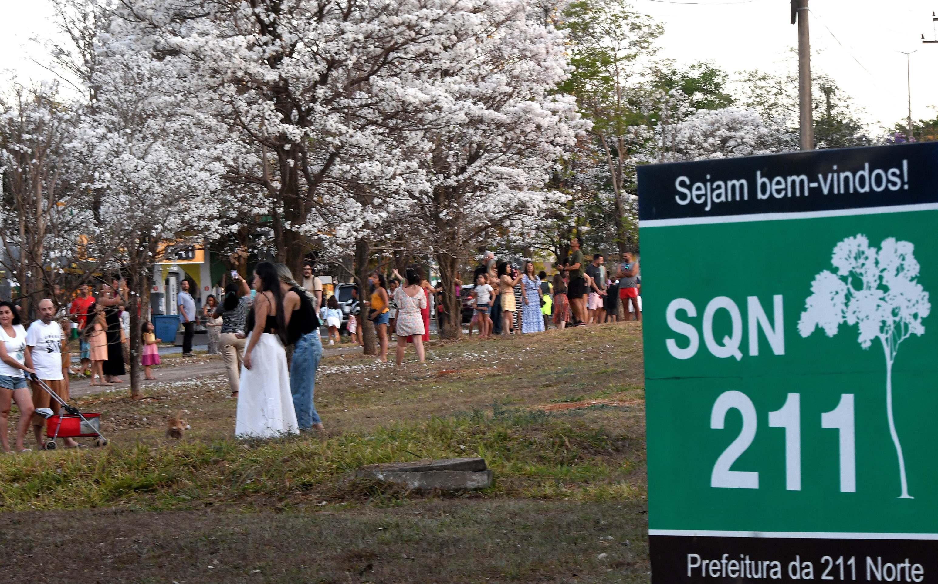  27/09/2025 Ed Alves CB/DA Press. Cidades. Ipe Branco - 211 Norte. A neve do Cerrado. 