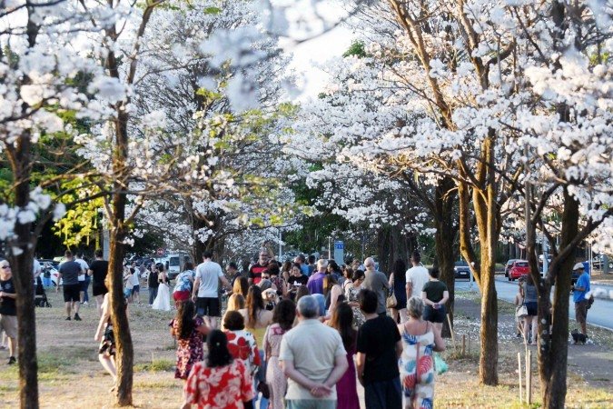  27/09/2025 Ed Alves CB/DA Press. Cidades. Ipe Branco - 211 Norte. A neve do Cerrado.  -  (crédito:  Ed Alves CB/DA Press)