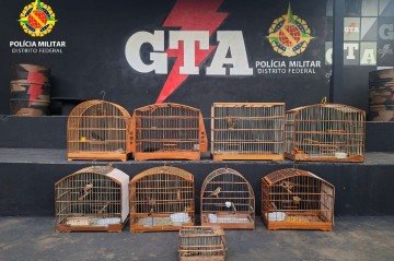 Aves apreendidas na Fercal neste sábado (27/9)  -  (crédito: PMDF/Divulgação )