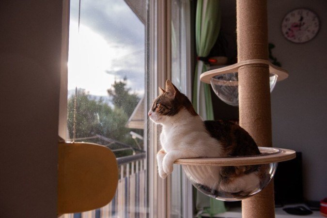 Compreender a personalidade do gato pode ajudar na melhora da convivência e na qualidade de vida do pet (Imagem: Julia Pavaliuk | Shutterstock) -  (crédito: EdiCase)