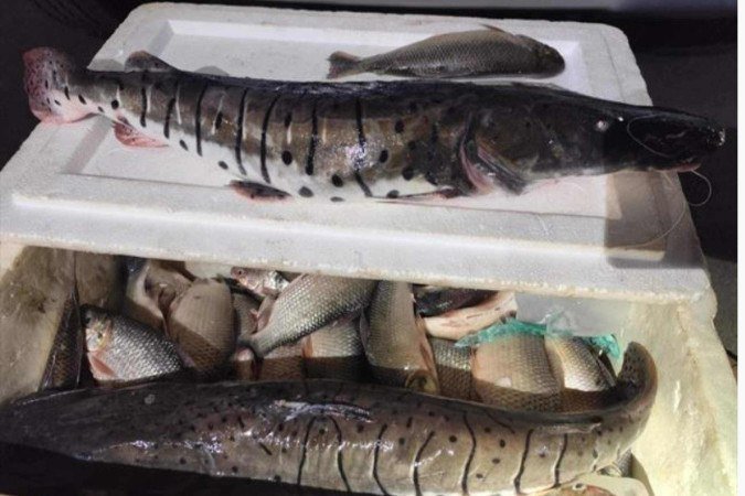 70kg de pescados ilegais são apreendidos em Planaltina -  (crédito: PMDF/Divulgação)