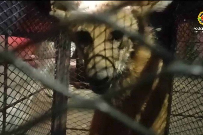 Lobo-guará é resgatado na Ponte Alta do Gama -  (crédito: PMDF/Divulgação)