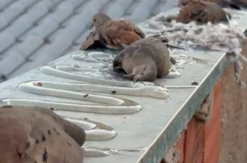 As aves foram encontrados sem vida após a aplicação de uma substância semelhante a cola nos muros no imóvel -  (crédito: Material cedido ao Correio)