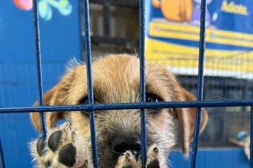 No abrigo, a adoção é auxiliada de perto e cuidados são ofertados para que cada animal se adapte aos tutores -  (crédito: Júlia Sirqueira/CB/D.A Press)
