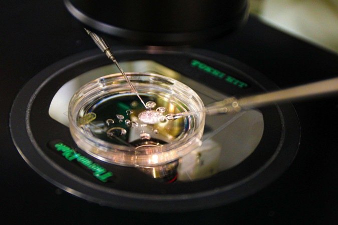 O círculo grande é o óvulo observado sob o microscópio. O ponto branco, embaixo, é o material genético retirado de uma célula da pele e colocado no seu interior. -  (crédito: OHSU)