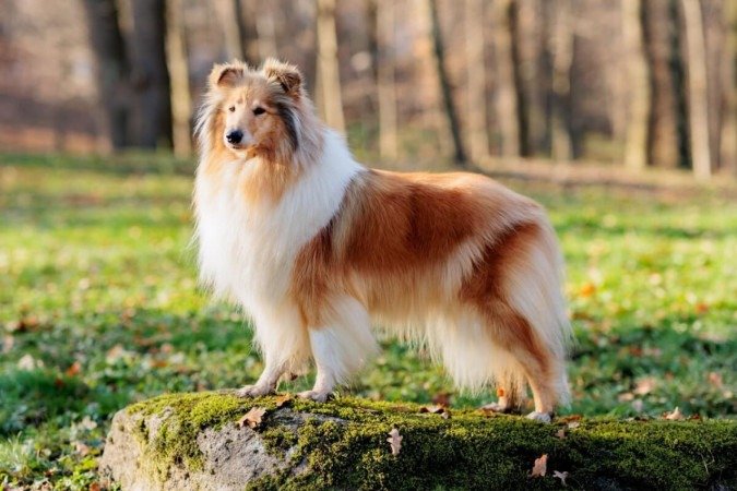 O rough collie é um cão de pastoreio ágil e atento (Imagem: Sherbak_photo | Shutterstock) -  (crédito: EdiCase)