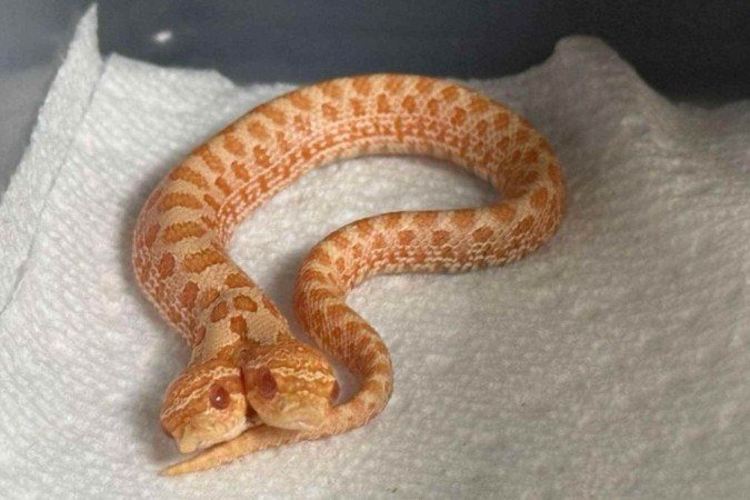 Cobra de duas cabeças nasceu nos EUA - (crédito: Kennedy News and Midia) Cobra de duas cabeças nasceu nos EUA - (crédito: Kennedy News and Midia)