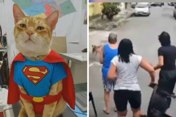 Gato Madrugada enfrentou pitbull e salvou dona -  (crédito: TV Globo / reprodução / redes sociais)