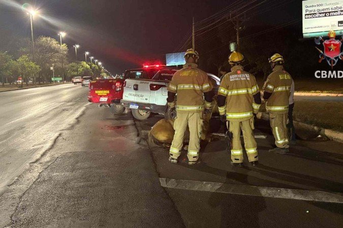 Cavalo é atingido por veículo na EPIA - (crédito: CBMDF/Divulgação) Cavalo é atingido por veículo na EPIA - (crédito: CBMDF/Divulgação)