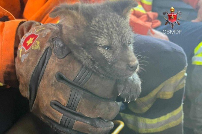 Cachorro-do-mato é resgatado em incêndio florestal em São Sebastião
 -  (crédito: CBMDF/Divulgação)