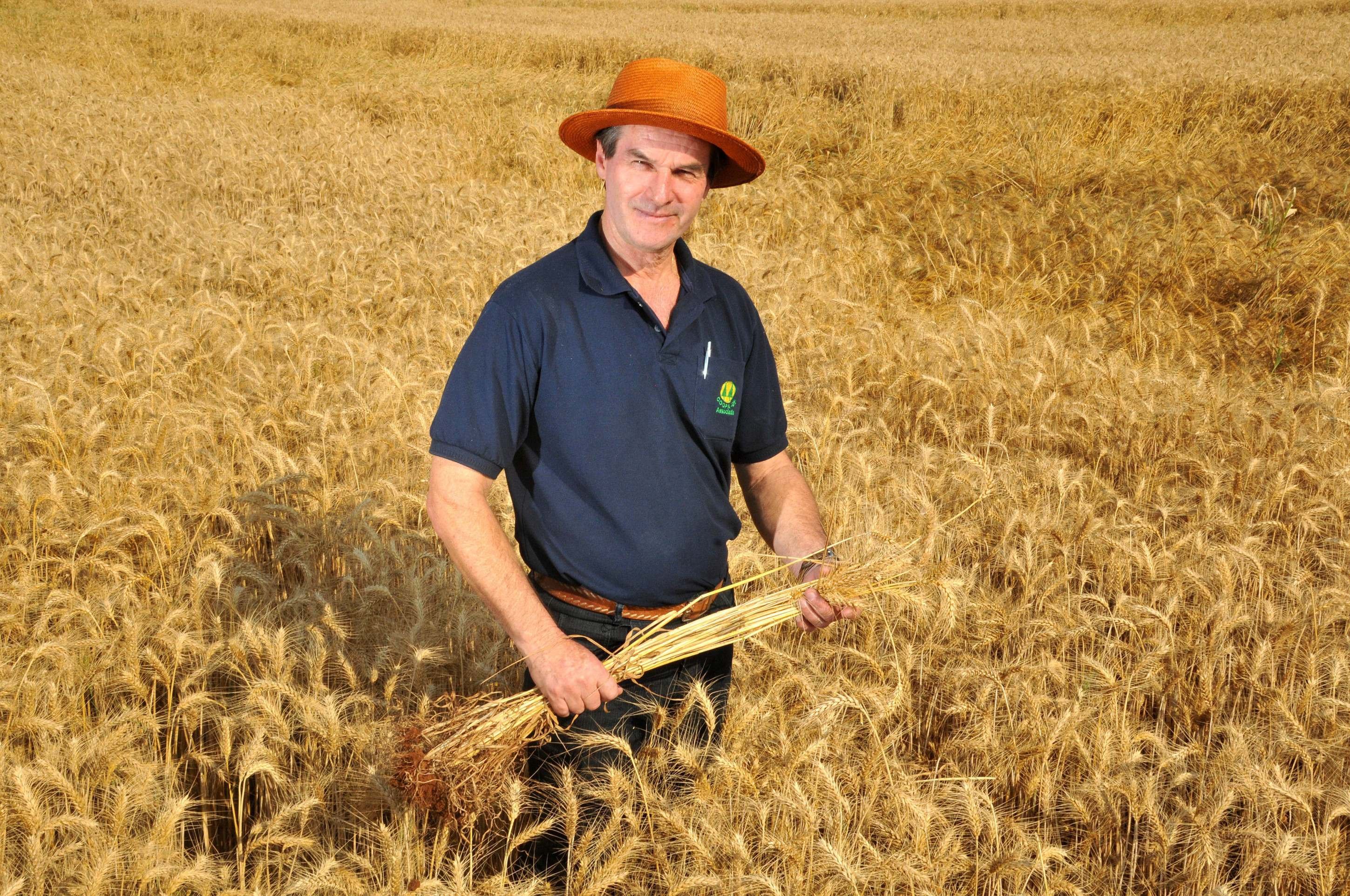  26/09/2013 Cr..dito: Antonio Cunha/Esp. CB/D.A Press. Brasil. Bras..lia - DF. Produ....o de Trigo no DF. Cla..dio Malinski ( presidente ) da COOPA.     